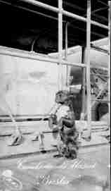 Buster, USS Cumberland Mascot, Dog, Guantanamo, Cuba, 1915